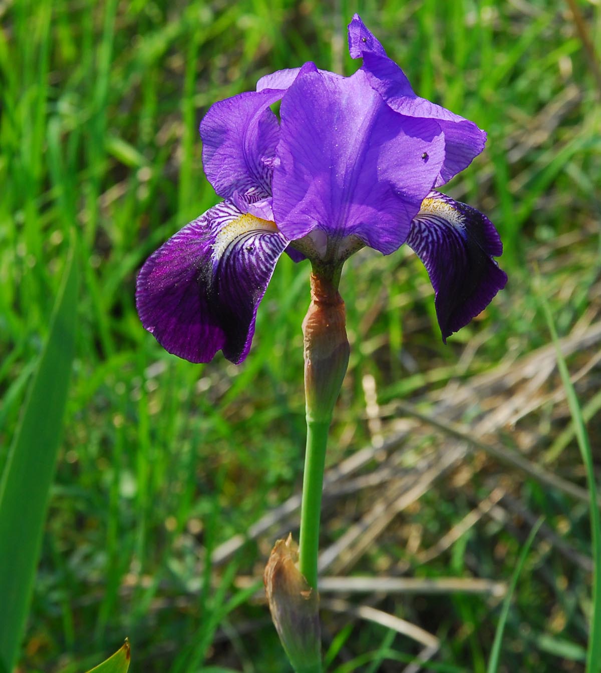Hochblätter, Blüte